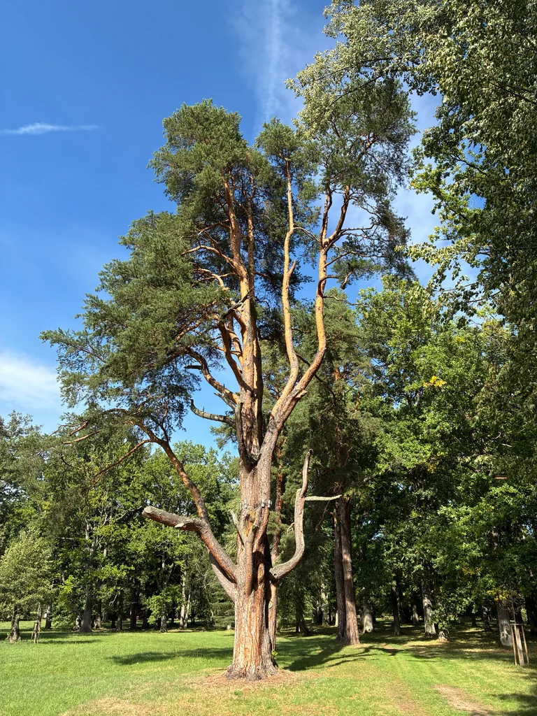 Pinus Sylvestris