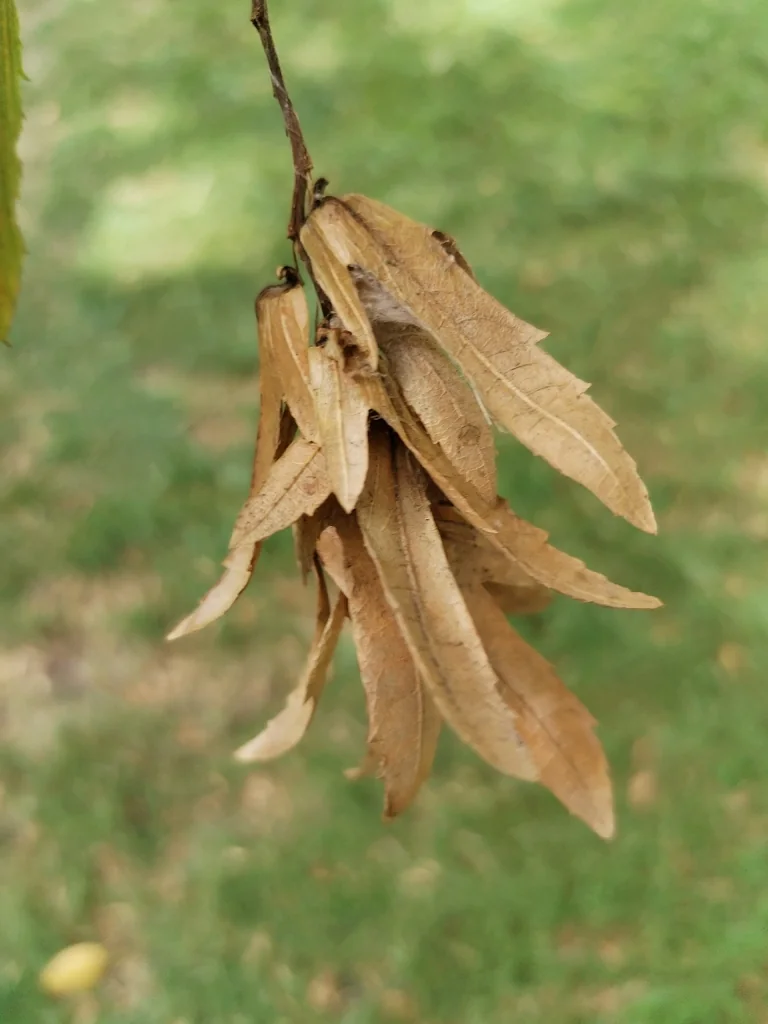 Carpinus Betulus