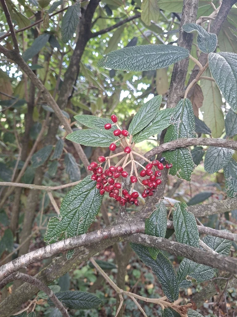 Viburnum Rhytidophyllum