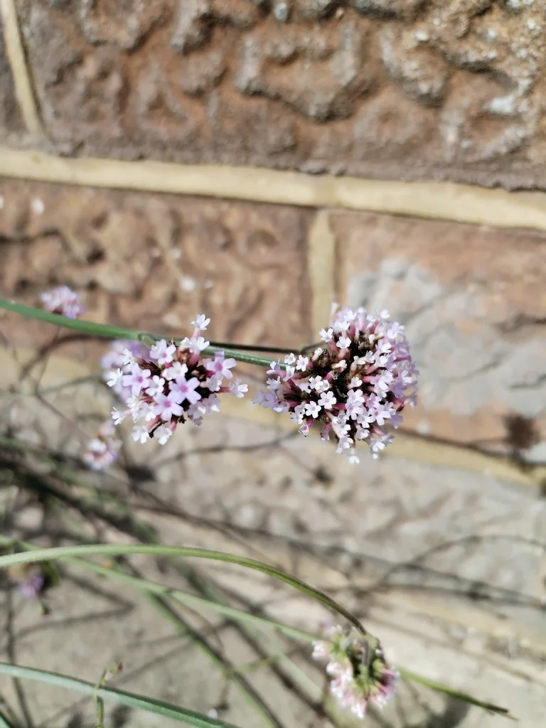 Verbena Bonariensis