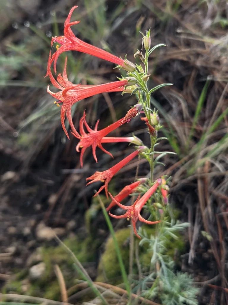 Ipomopsis Aggregata
