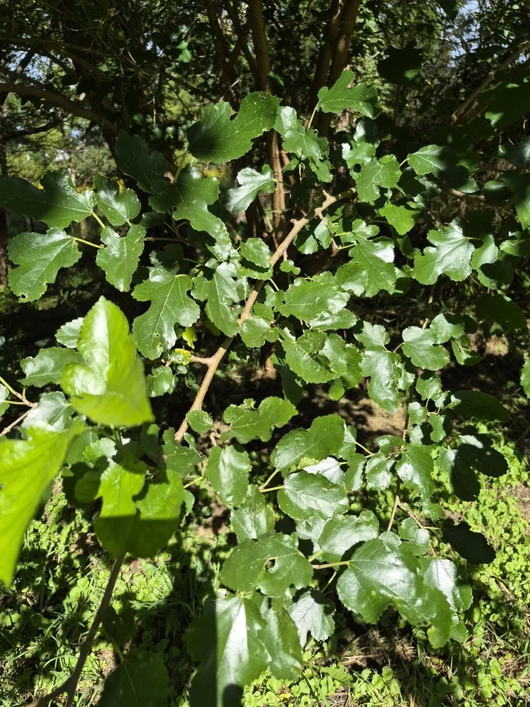 Morus Alba
