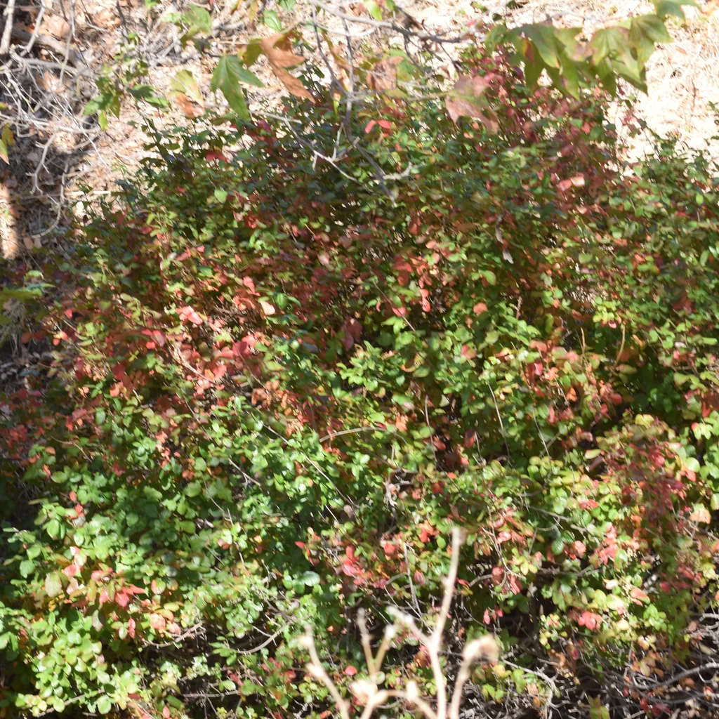 Toxicodendron Diversilobum