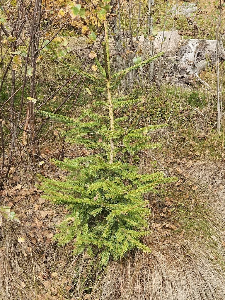 Picea Abies