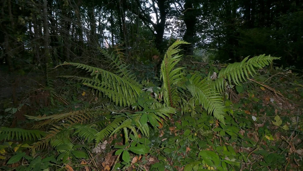 Dryopteris Affinis