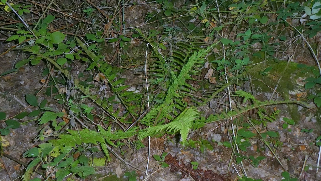 Polystichum Setiferum