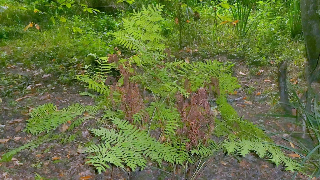 Osmunda Regalis