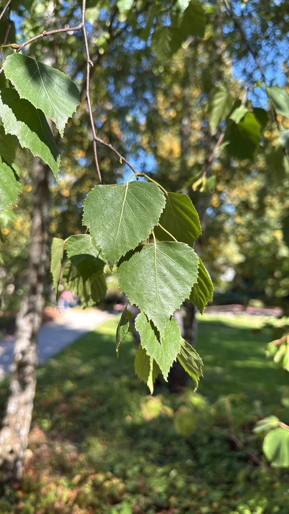 Betula Pendula