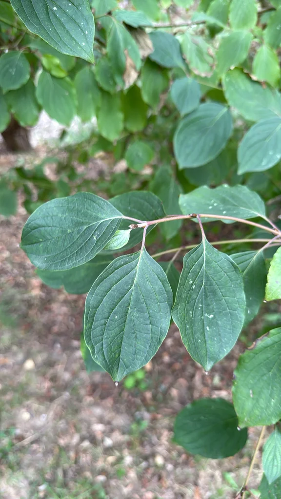 Cornus sanguinea