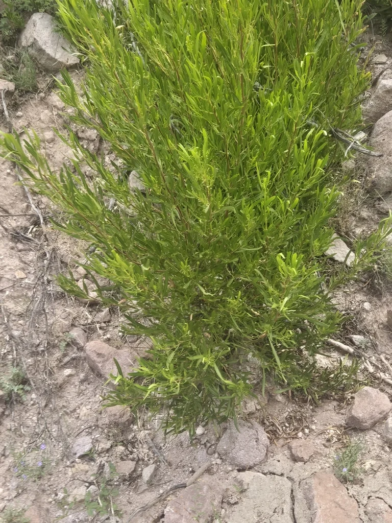 Dodonaea Viscosa