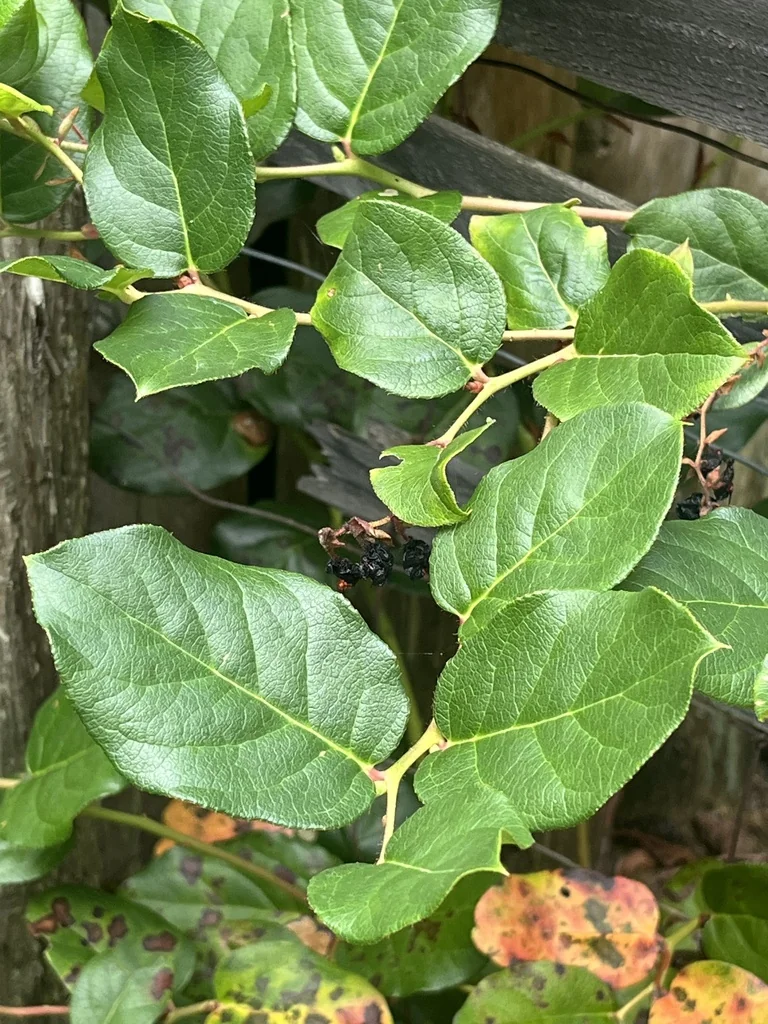 Gaultheria Shallon