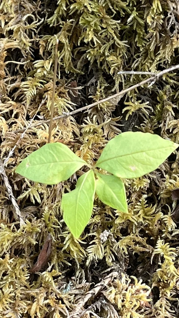 Trientalis Latifolia