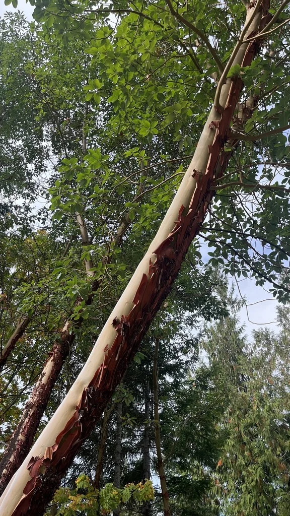 Arbutus Menziesii