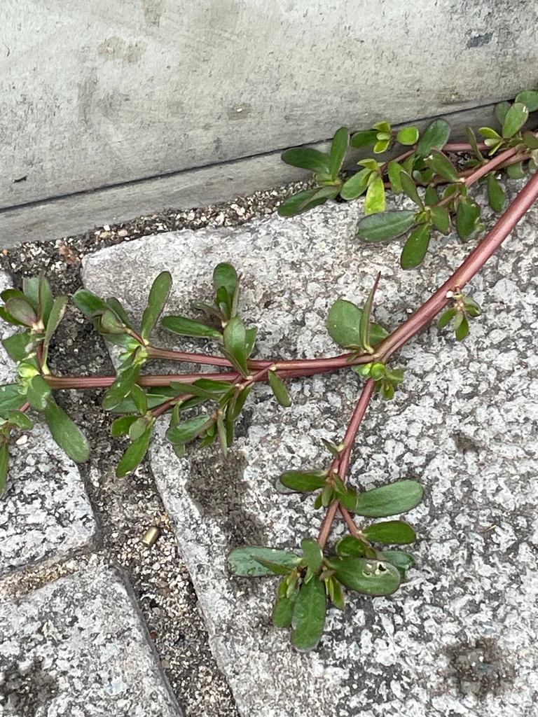 Portulaca oleracea