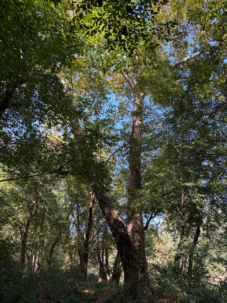 Platanus Occidentalis