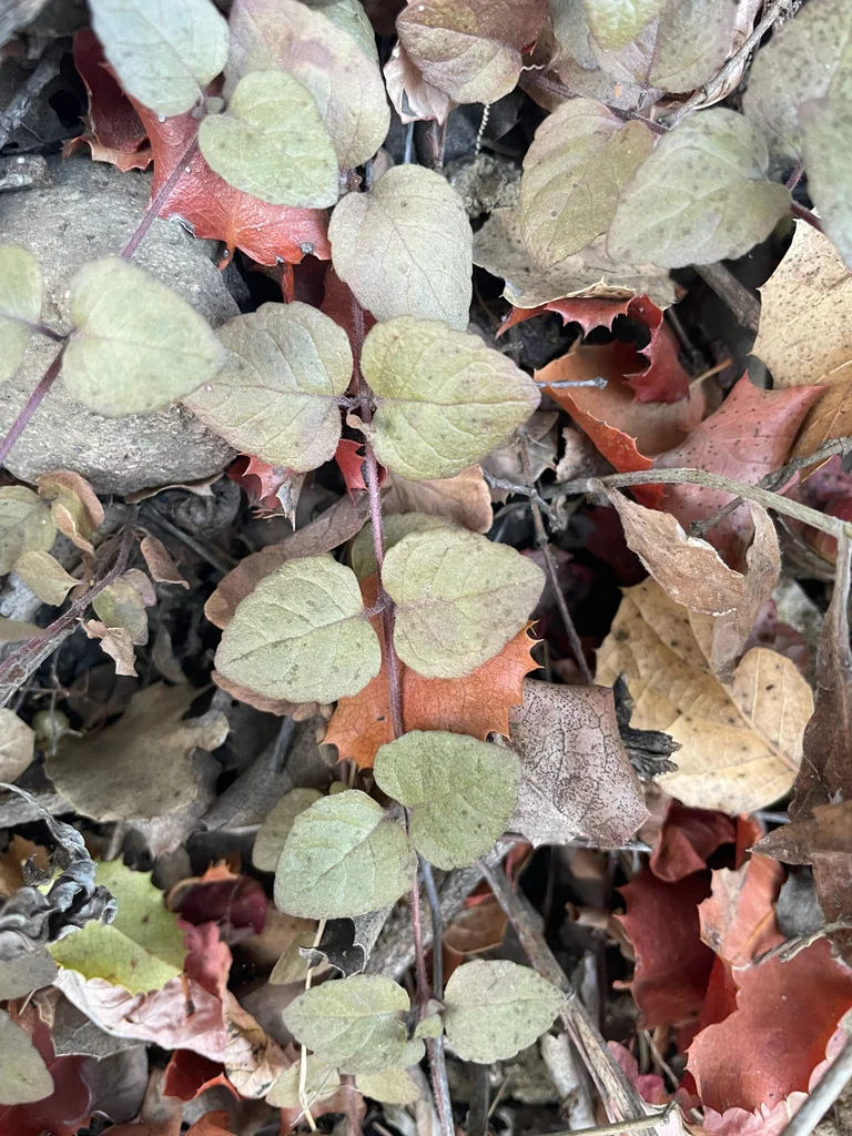 Satureja Douglasii
