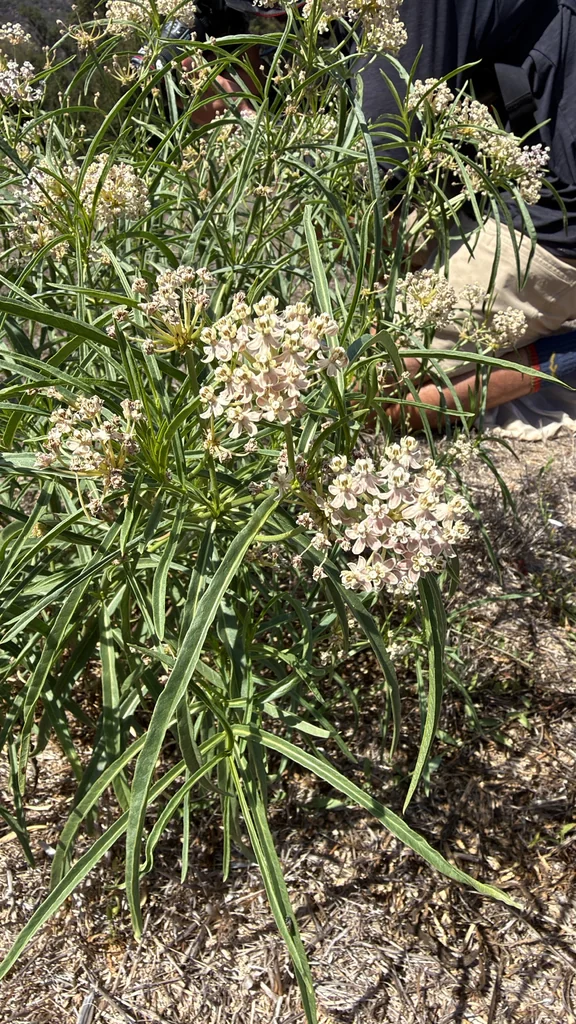 Asclepias Fascicularis