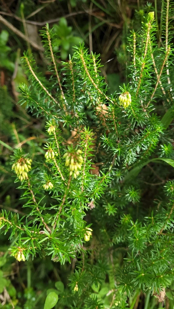 Erica Carnea