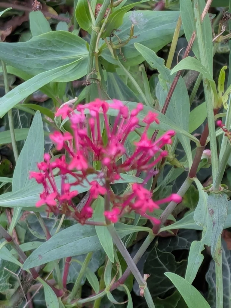 Centranthus Ruber