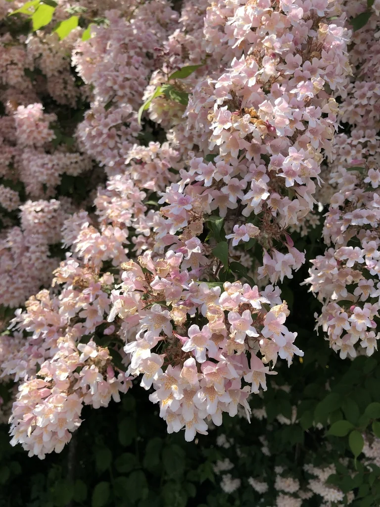 Kolkwitzia Amabilis