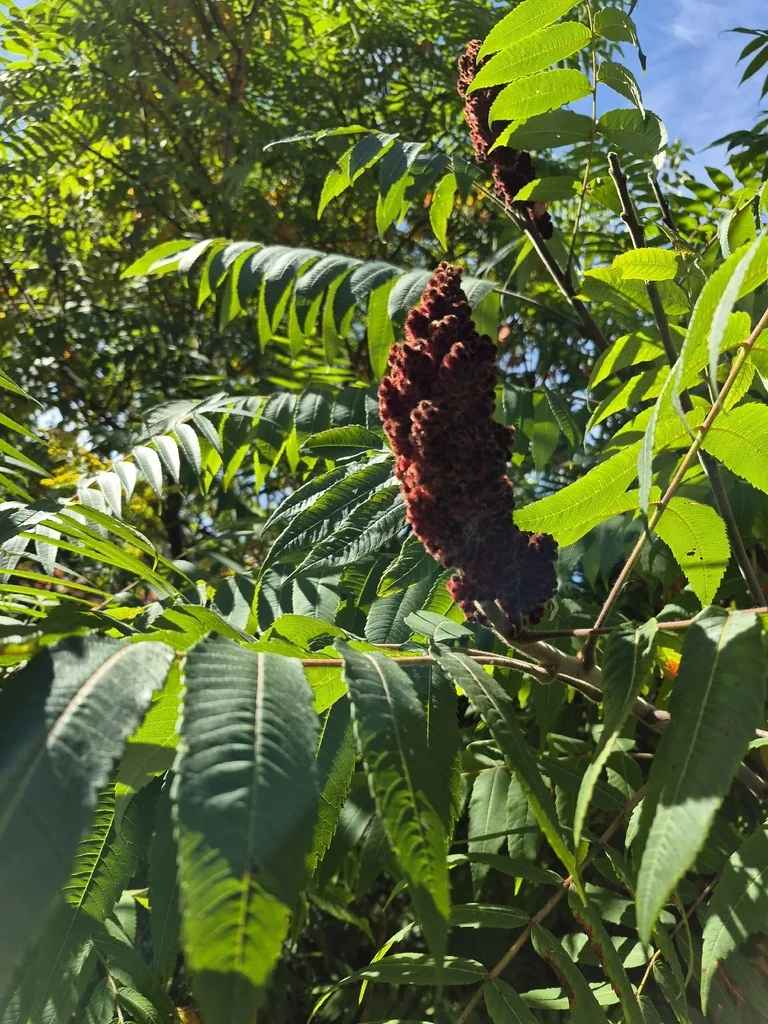 Rhus Typhina