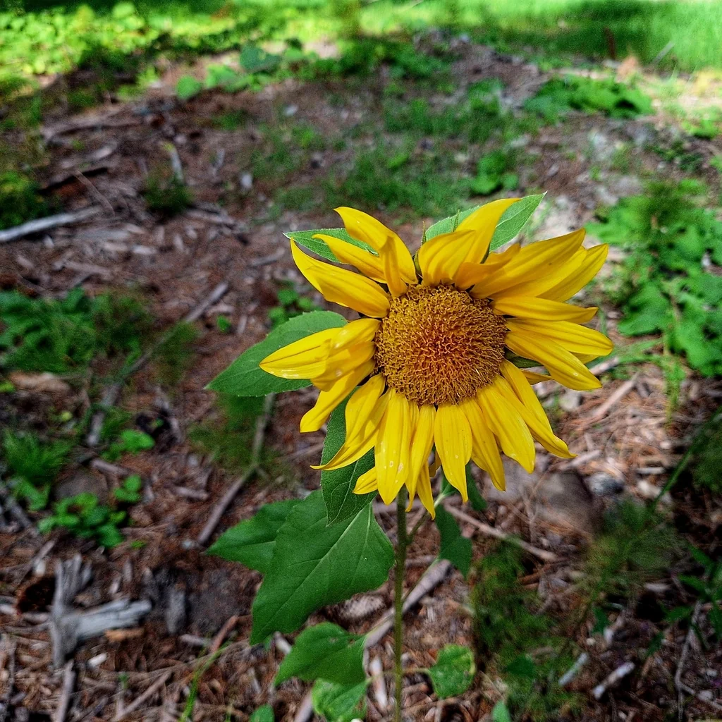 Helianthus Annuus