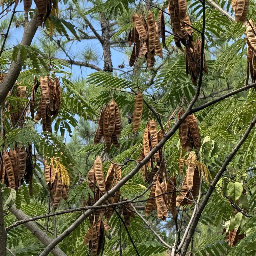 Albizia Julibrissin