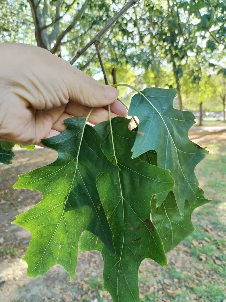 Quercus Shumardii