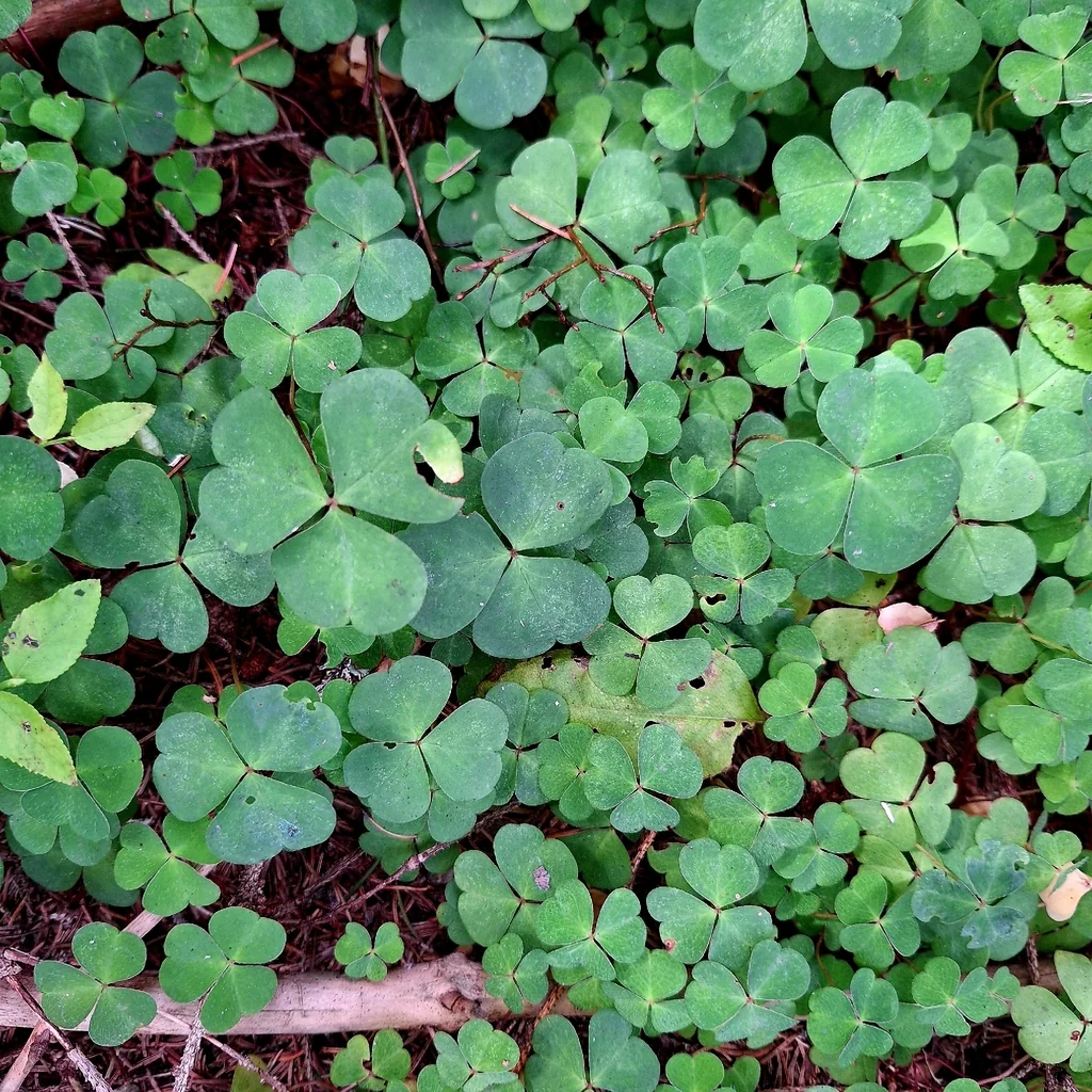Oxalis Acetosella