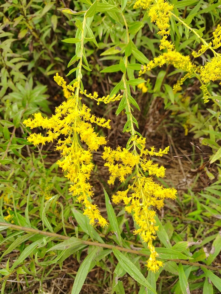 Solidago Altissima