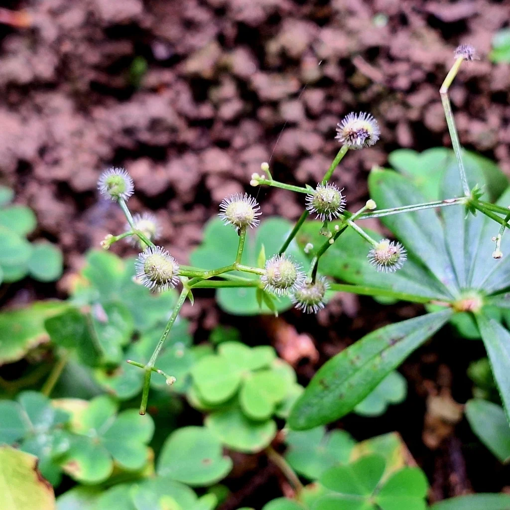 Galium Odoratum