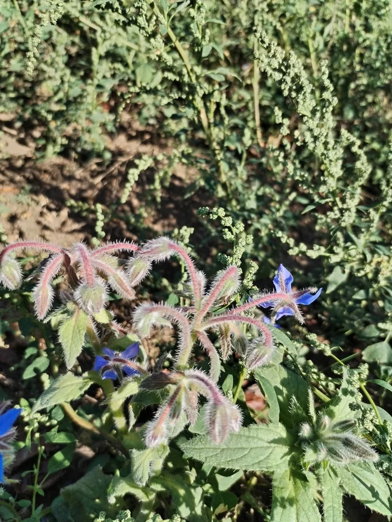 Borago Officinalis