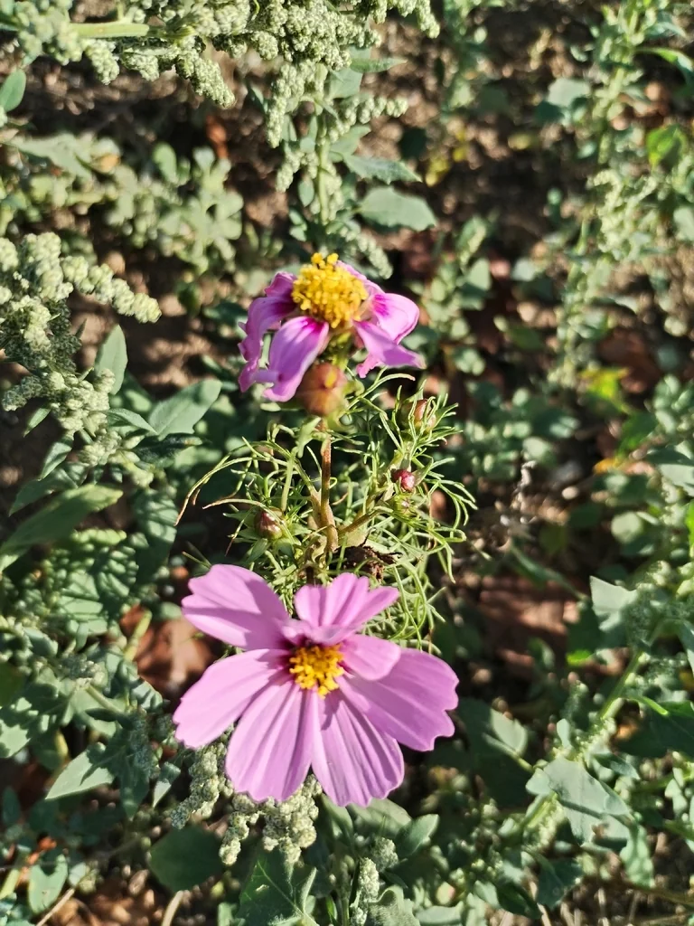Cosmos Bipinnatus