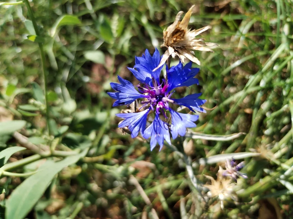 Centaurea Cyanus