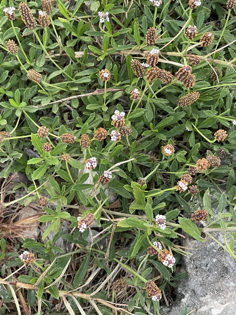 Lippia Nodiflora