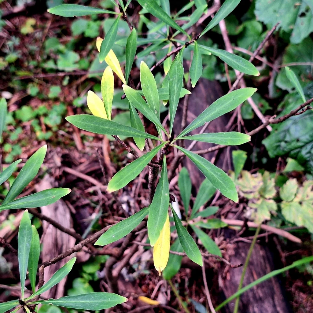 Daphne Mezereum