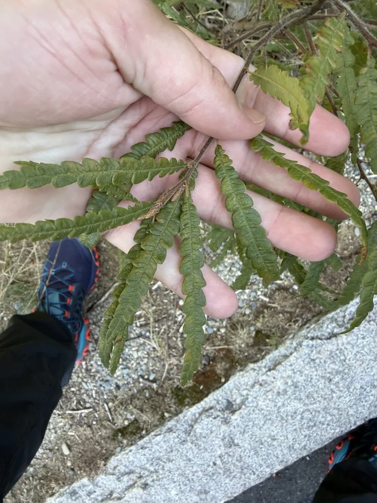 Comptonia Peregrina