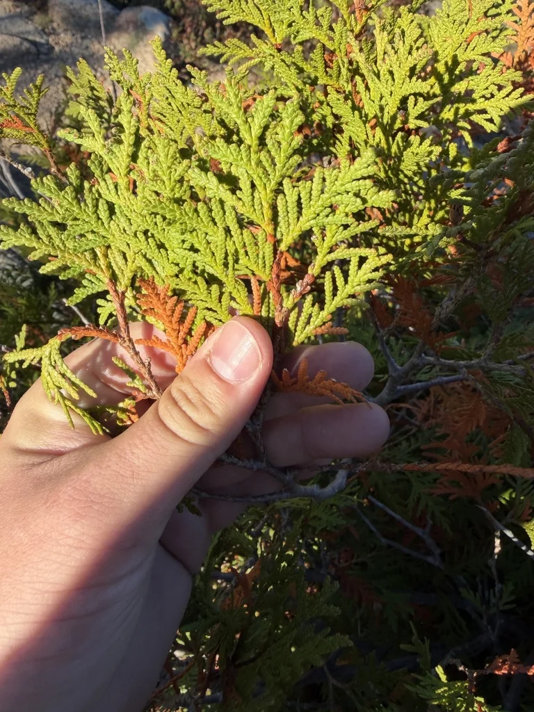 Thuja Occidentalis