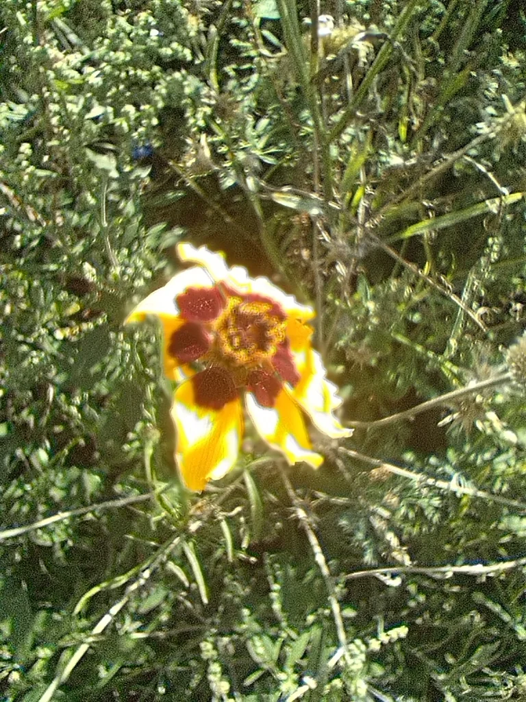 Coreopsis Tinctoria