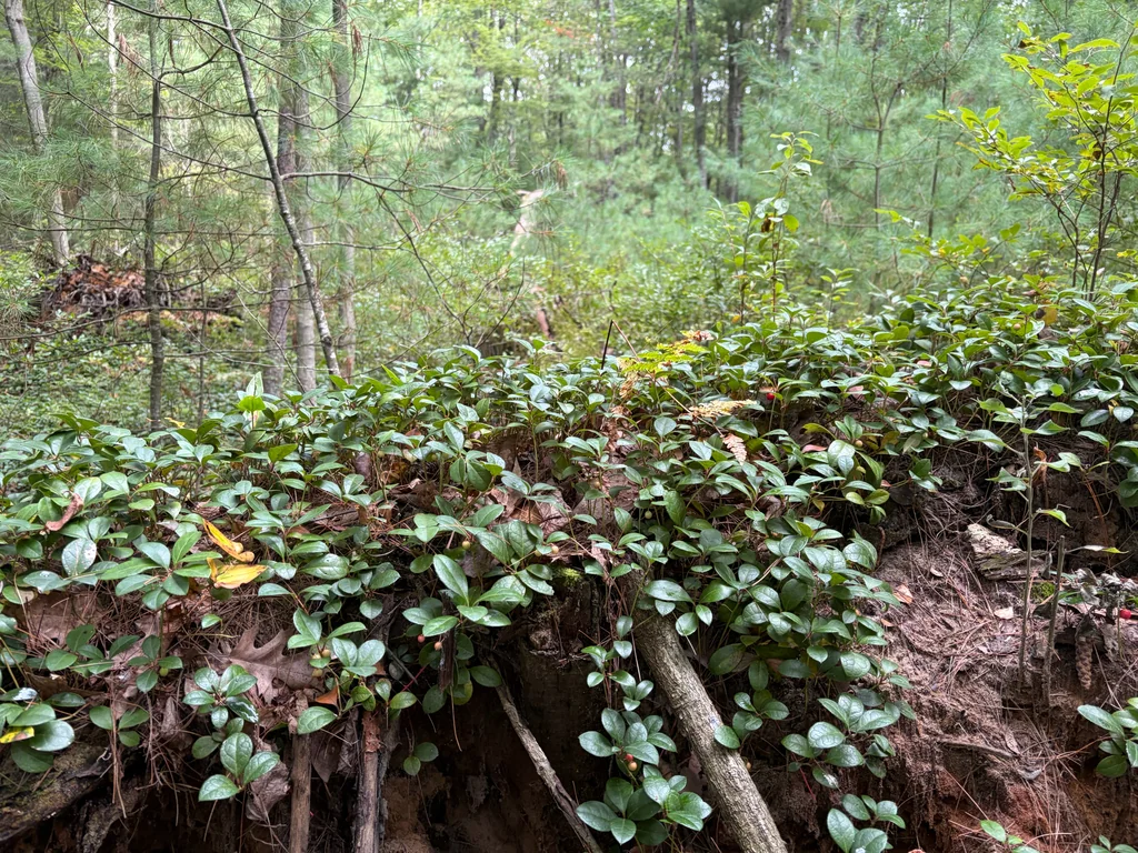 Gaultheria Procumbens