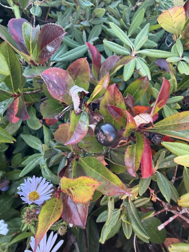 Aronia melanocarpa