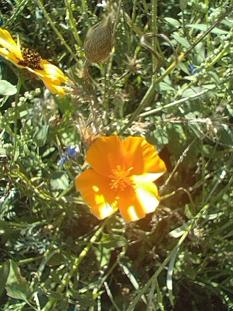 Eschscholzia Californica