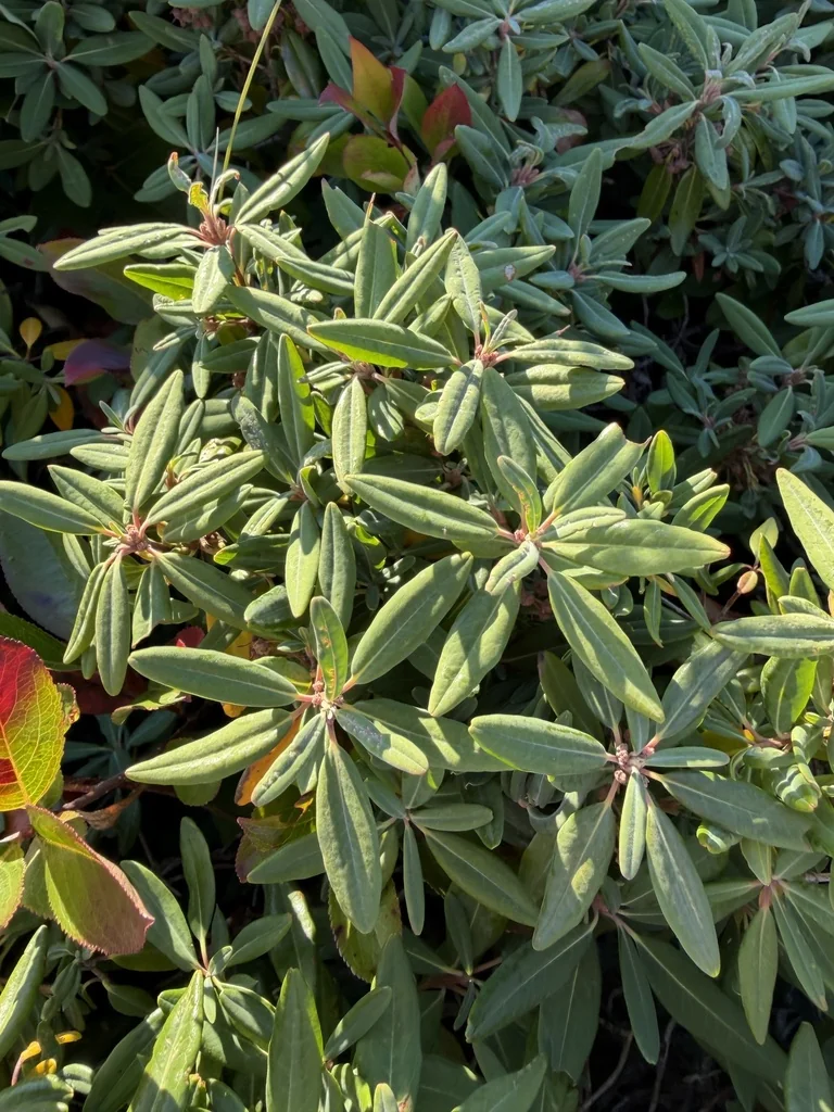 Kalmia Angustifolia