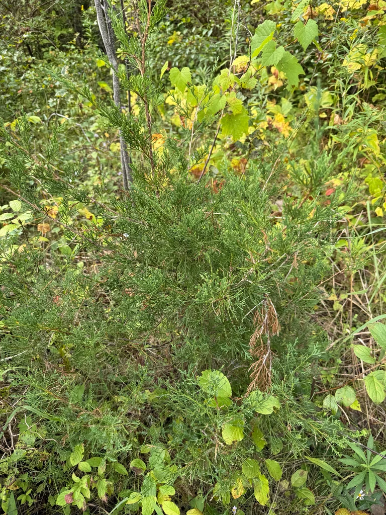 Juniperus Virginiana
