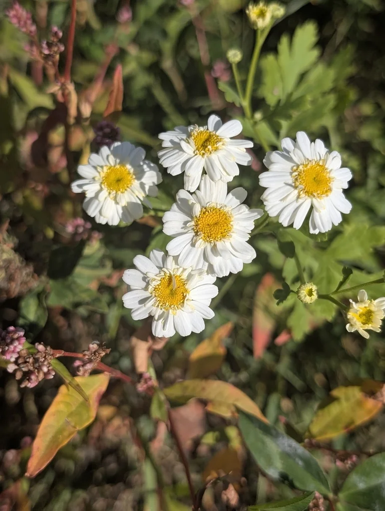 Tanacetum Parthenium