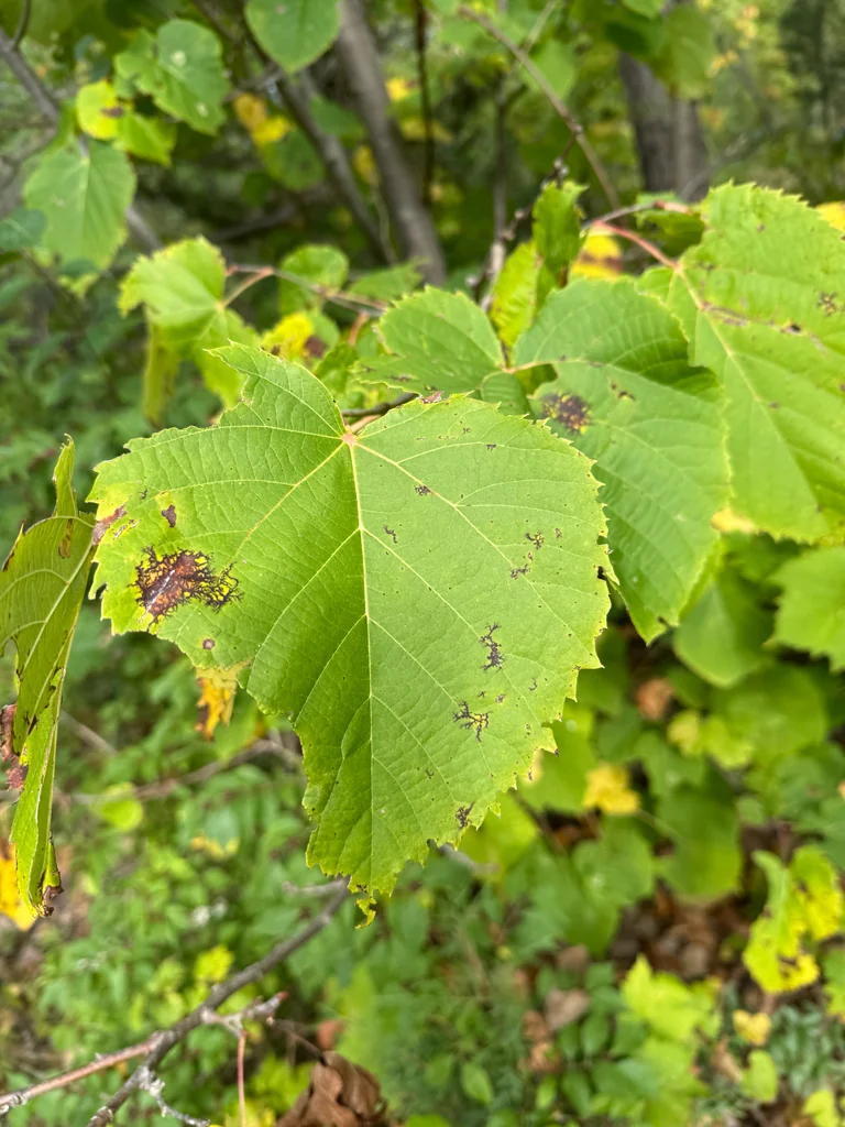 Tilia Americana