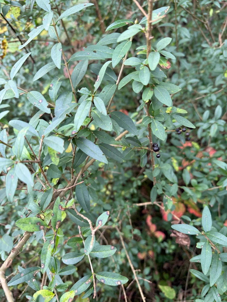 Ligustrum Vulgare