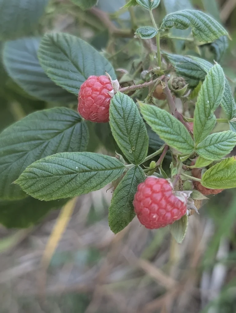 Rubus Idaeus