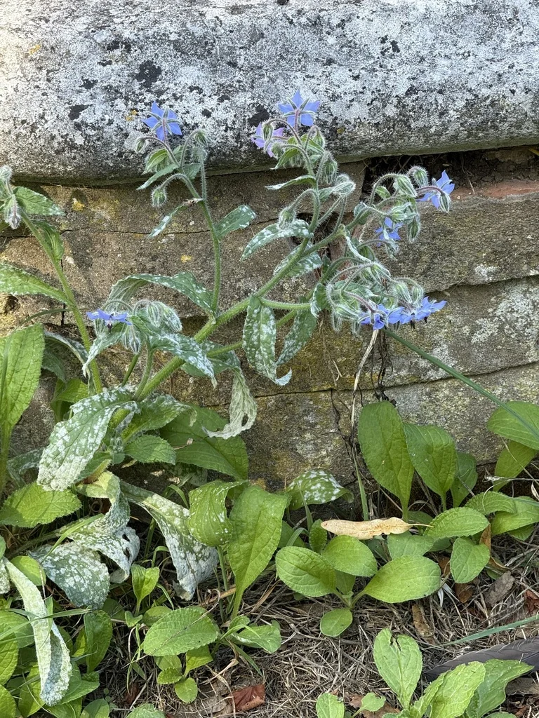 Borago Officinalis