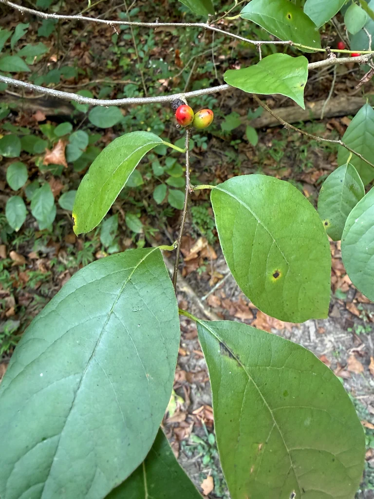 Lindera Benzoin